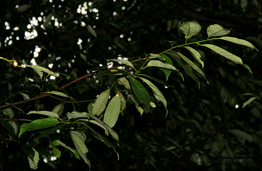 Myristicaceae eFlora of India